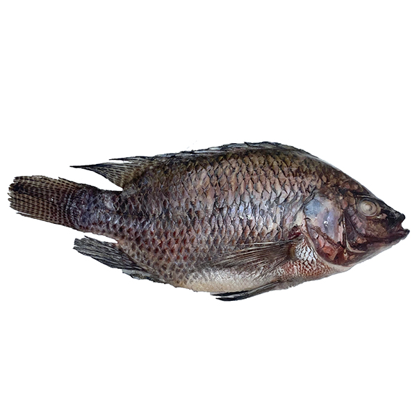 PERFIT TILAPIA G&S 300-500 IWP (CN)  2X 4 kg